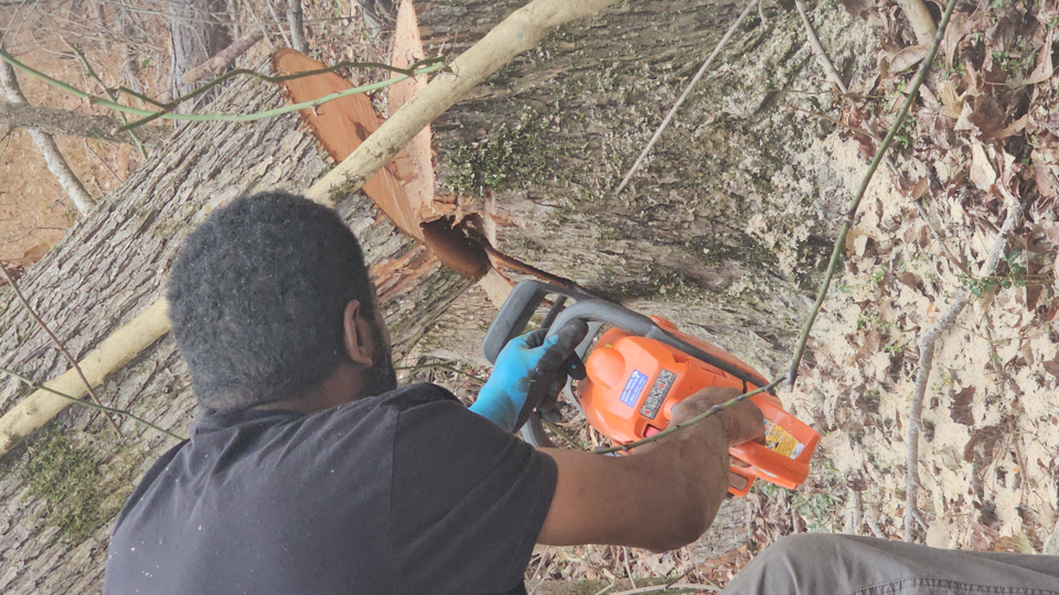 Freedom citizen cutting tree